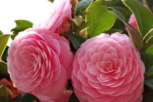 Temperature regime for camellia