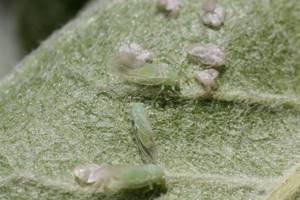 Aphid on a leaf