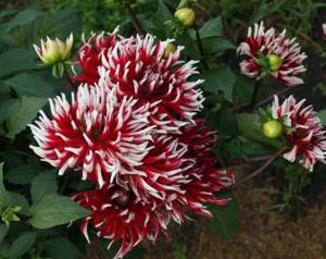 Top 20 best varieties of annual dahlias that deserve attention
