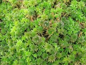 trophy moss or sphagnum