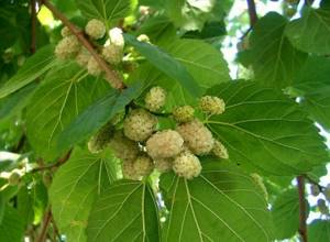 The mulberry tree easily tolerates pruning, which is recommended to be done when the plant is dormant - in early spring or late autumn