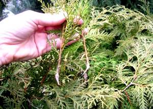 thuja from a twig photo