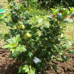 Caring for gooseberries all season so that the berries are large