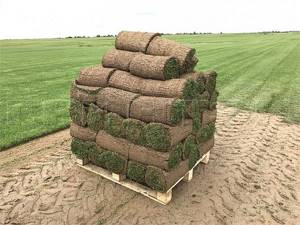Laying rolled turf for transportation