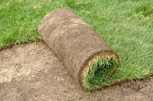 Laying rolled lawn on a garden plot