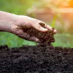 улучшение плодородия почвы