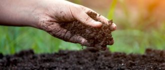 улучшение плодородия почвы