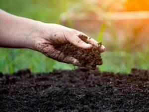 improving soil fertility