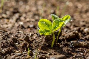 improve the soil