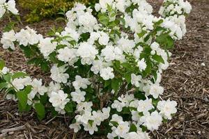 growing conditions for mock orange