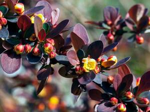 Growing conditions for Thunberg barberry