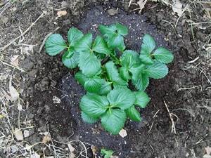 Conditions for growing strawberry seedlings - soil and lighting