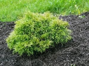 Conditions for growing thuja occidentalis in open ground