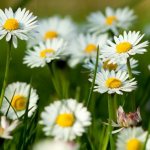 In our country, garden chamomile is grown as an ornamental plant in gardens.