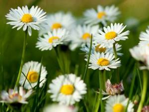 In our country, garden chamomile is grown as an ornamental plant in gardens.
