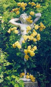 In a classical style garden, garden sculptures and statues and forged elements are often used as a support for climbing roses.