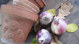 В средней полосе России высадку луковиц гиацинтов производят в сентябре-октябре