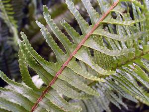 Fronds of fern nephrolepis