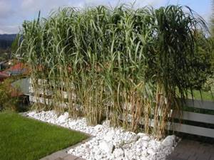 Fencing option for miscanthus