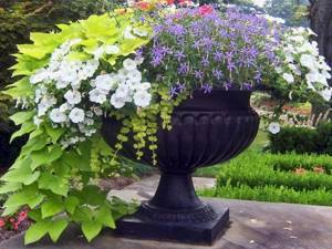 Flowerpot with flowers - focal point