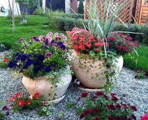 flowerpots with flowers on the site