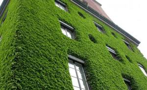 Вертикальное озеленение зданий