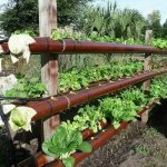 Do-it-yourself vertical beds for strawberries from plumbing pipes