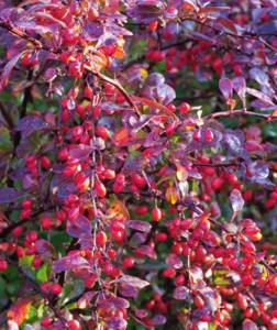 Barberry branches with berries after autumn rain