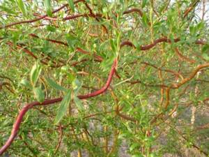 Curly willow branches