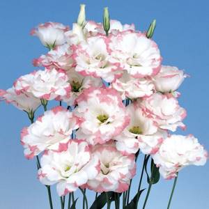 Types of Eustoma and popular varieties