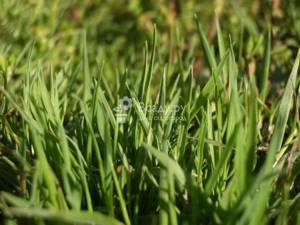 Виды газонной травы с фото : полевица побегоносная
