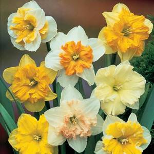 types and varieties of daffodils