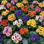 types and varieties of primroses for the garden