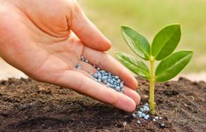 Types of fertilizers and methods of application