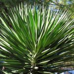 Types of Yucca: a variety of American exotics for the home