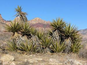 Types of Yucca: a variety of American exotics for the home