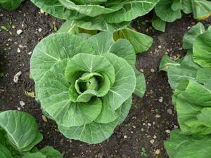 The influence of temperature on cabbage development