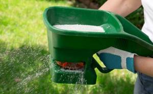 Applying dry lawn fertilizer