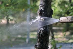 Водный душ для дерева