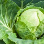 All about growing white cabbage and the features of care in open ground. The best varieties 