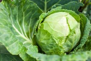 All about growing white cabbage and the features of care in open ground. The best varieties 