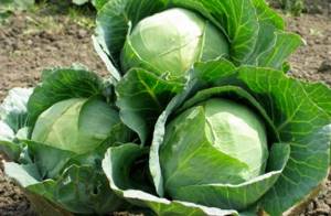 All about growing white cabbage and the features of care in open ground. The best varieties 