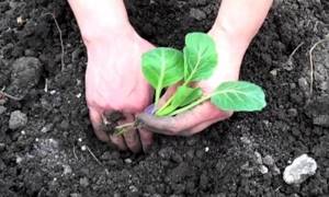 All about growing white cabbage and the features of care in open ground. The best varieties 