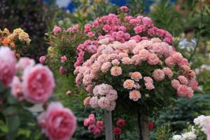 .All roses, including climbing ones, prefer a warm and sunny southern exposure and do not tolerate stagnation of water at the roots. It is advisable to cover the bushes from northern winds. 