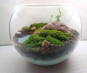 grown moss in a small aquarium