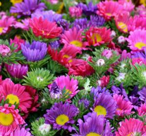 Growing aster in the garden