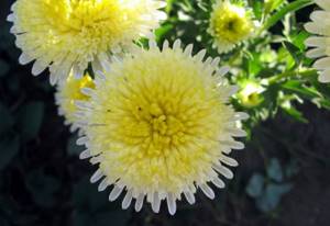 Growing aster in the garden