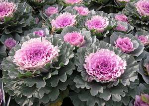 Growing ornamental cabbage and landscape decorations from it