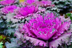 Growing ornamental cabbage and landscape decorations from it