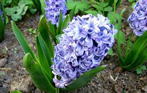 Growing hyacinths in open ground requires certain soil preparation.